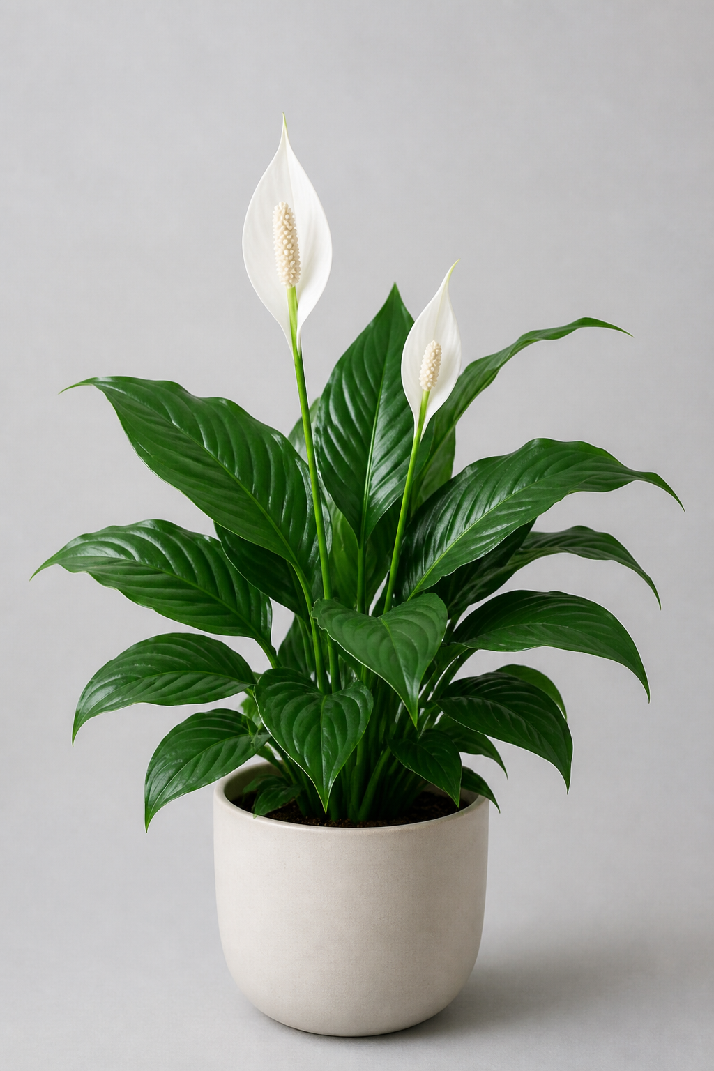 Illustration for the Peace Lily Brown Tips in Heated Apartments: Complete Care Guide care guide